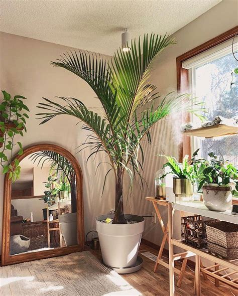 21 Low Light Indoor Palms That Need No Sunlight! | Balcony Garden Web