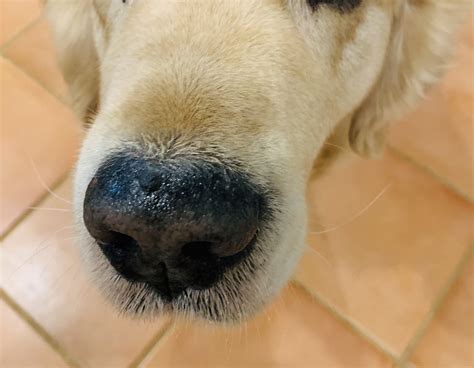 Does your dog have a dry, crusty nose? — CANINE WORKS