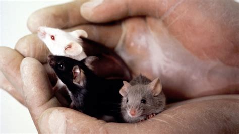 These Mice Weathered Space. Here’s What Happened to Their Immune Systems. | NOVA | PBS