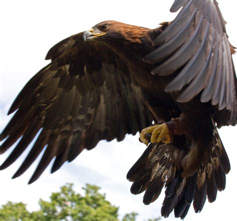 File:Golden Eagle in flight - 5.jpg - Wikipedia