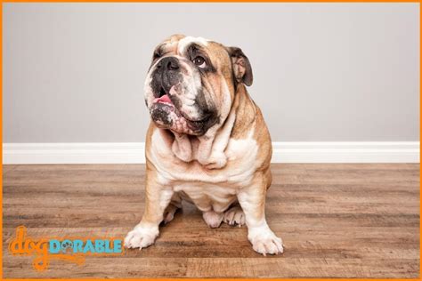 How to Care for a Bulldog? Essential Bulldog Care Guidelines