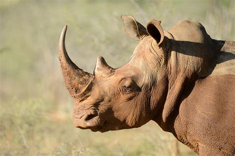 Synthetic rhinoceros horn could help save real rhinos