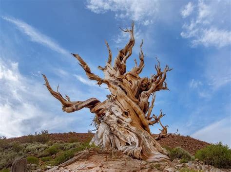 Methuselah, a 4,852 year old Great Basin bristlecone pine is the oldest confirmed living non ...