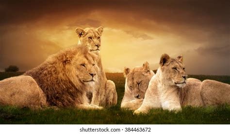 66,327 Lion Pride Images, Stock Photos & Vectors | Shutterstock