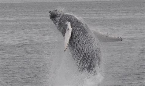 Whale Watching from Reykjavik Harbour - Reykjavik Sailors