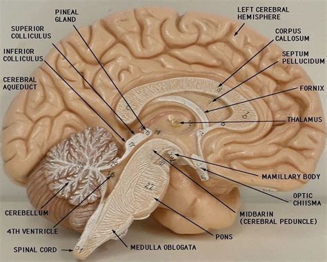 Anatomy of brain - labeled diagram | Science | PiTribe