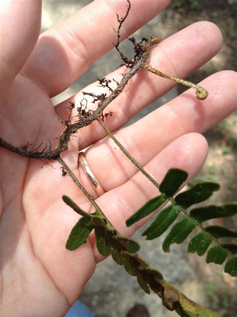 Resurrection Ferns | Gardening in the Panhandle