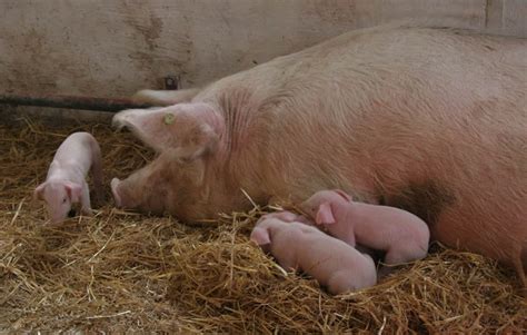 Landrace Pig – A Good Pig Breed For Commercial Farming – FarmerDB