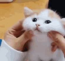 Cat Squish Cat GIF - Cat Squish Cat Cat Head Rub - Discover & Share GIFs