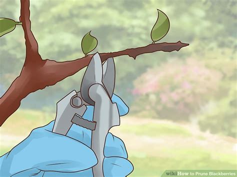 How to Prune Blackberries: 11 Steps (with Pictures) - wikiHow