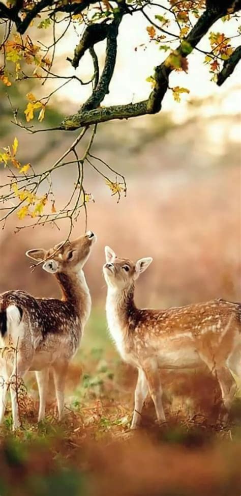 1366x768px, 720P free download | Wild life, deer, real, tree, HD phone ...