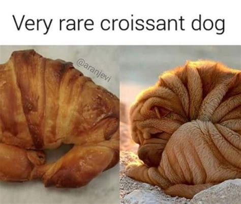 Rare Croissant Dog - Memes