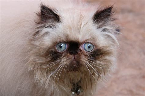 World’s 10 Cutest Cat Breeds