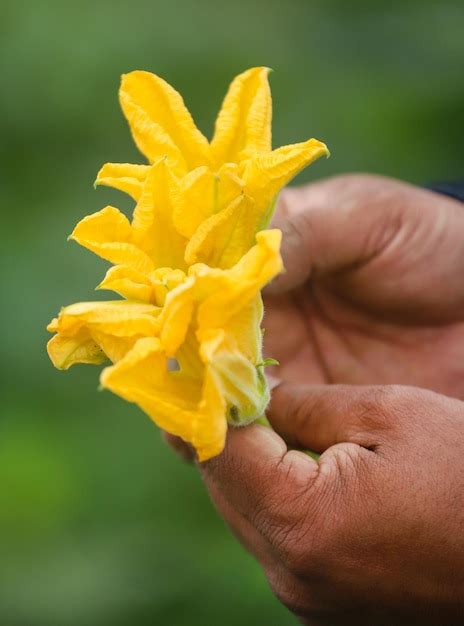 Premium Photo | Edible pumpkin flower