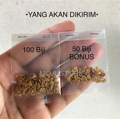 Biji kecubung kering - Benih kecubung asli - Dari buah yang sudah tua - Kualitas No.1 | Lazada ...