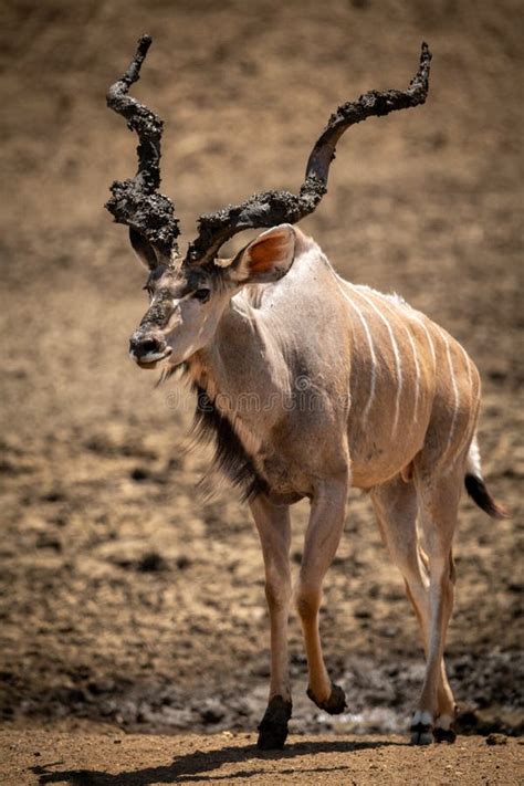 Male Greater Kudu Walks Showing Muddy Antlers Stock Photo - Image of ...