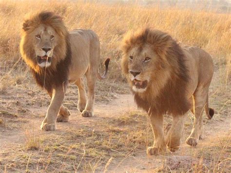 Masai Mara lions | Kenya lions | lions of masai mara national reserve