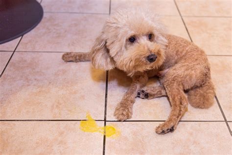 Why is my dog’s vomit yellow? - Vet Help Direct