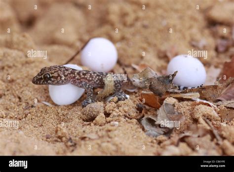 Lizard hatching from egg hi-res stock photography and images - Alamy