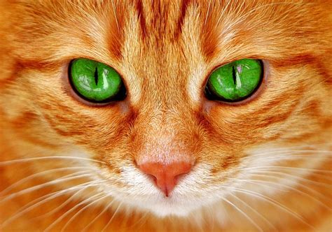 Cat Eyes Green - Free photo on Pixabay - Pixabay