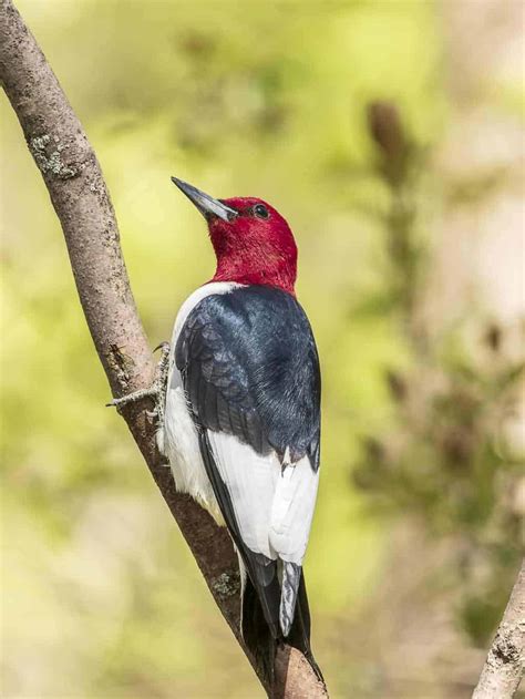 Woodpeckers In Michigan: 8 Species You Can't-Miss