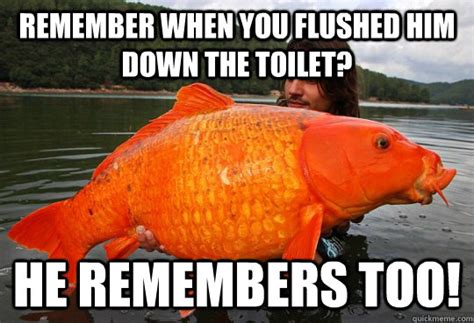 Goldfish memes | quickmeme