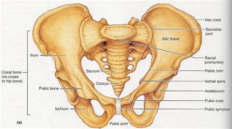 Pelvis Anatomy - Recon - Orthobullets