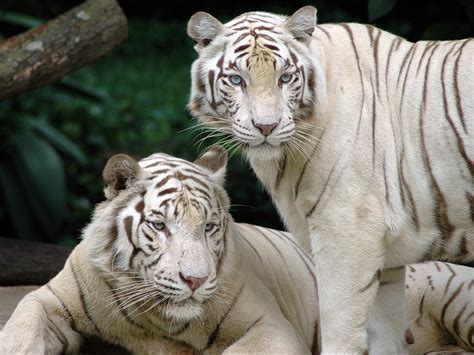 Animal Picture: Bengal tiger - white