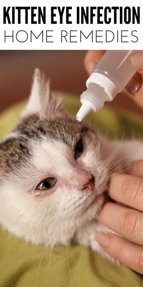 Treating a Kitten Eye Infection at Home Including Signs and Symptoms