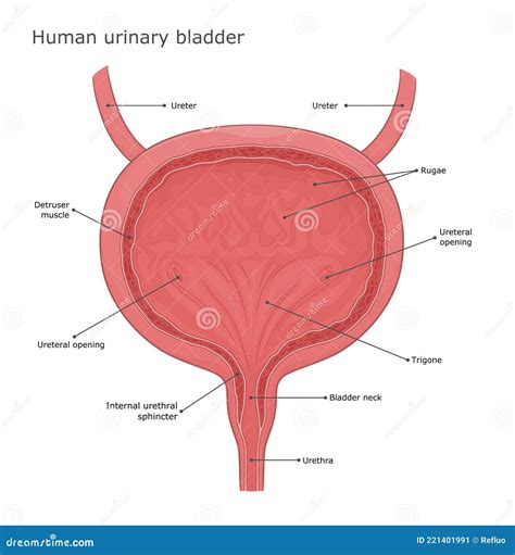 Bladder Anatomy