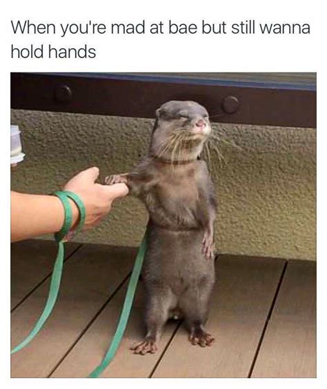 Otter holding hands meme - In Otter News