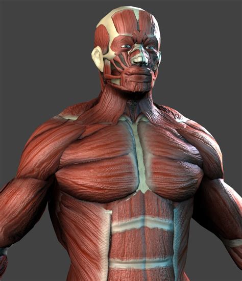 Lowpoly Anatomy model (muscles bones) 3D Model