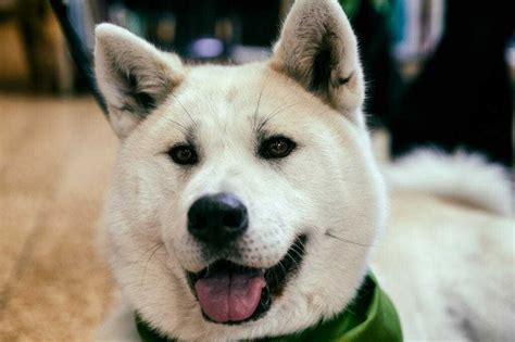 Kishu Ken Dog Breed Information: 11 Things to Know | Your Dog Advisor