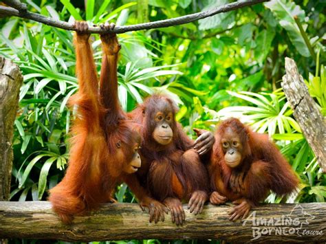 Sandakan- Sepilok Orang Utan Centre & City Tour - Amazing Borneo Tours