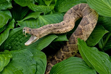 Rattlesnake Teeth: Everything You Need To Know - A-Z Animals