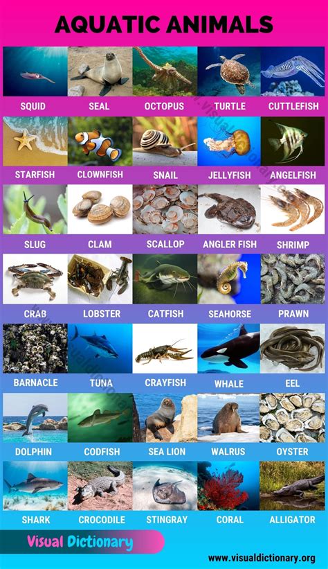 Aquatic Animals: Wonderful List of 35 Aquatic Animals for Students - Visual Dictionary