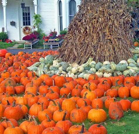 Pumpkins And Gourds Free Stock Photo - Public Domain Pictures