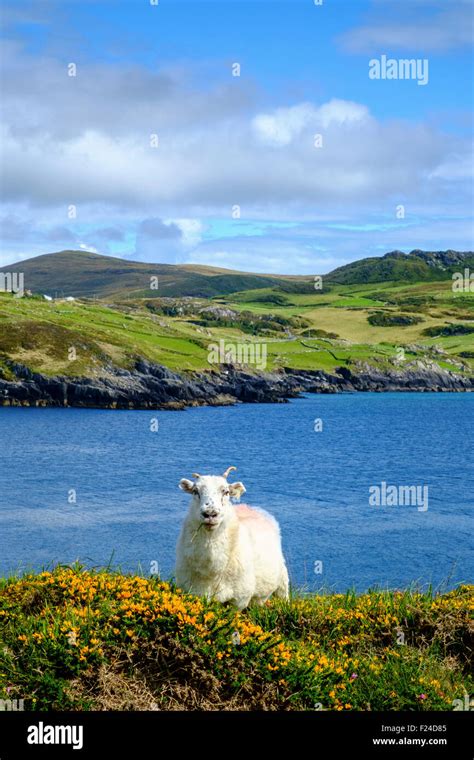 ireland irish countryside sheep ram hill sea uk Stock Photo - Alamy