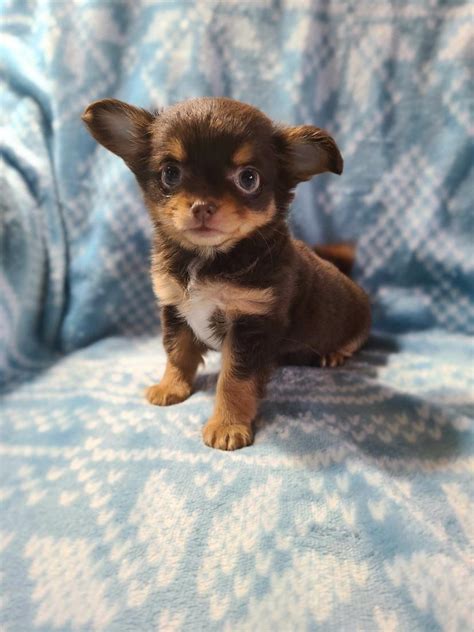 8 Week Old Chihuahua Puppies : How Much To Feed A Chihuahua Puppy 4 ...