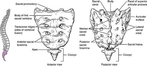 Sacrum Bone | Anatomy, Function & Location | Study.com