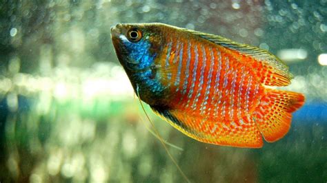 Dwarf Gourami Care Guide (Food, Mating & Tank Conditions)