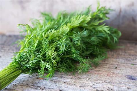 Growing Herb Fennel: The Complete Guide to Plant, Care, and Harvest