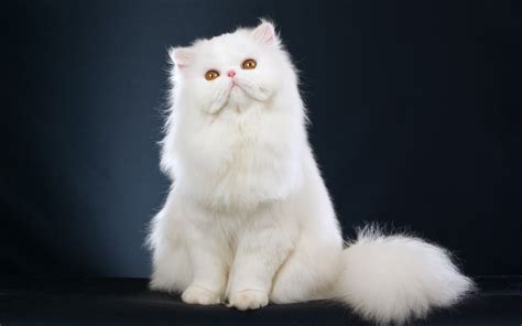 Persian Cat History, Personality, Appearance, Health and Pictures