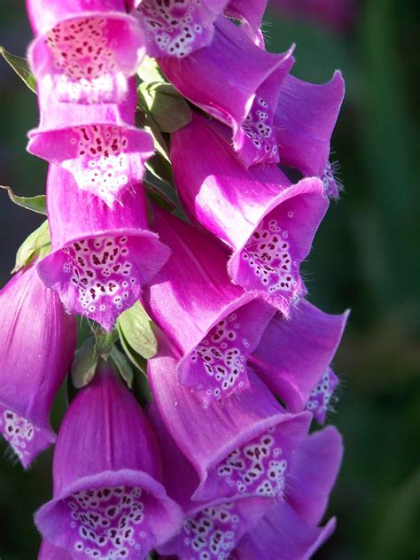 fox glove digitalis, planted in the back garden 2013. | Oregon flower ...