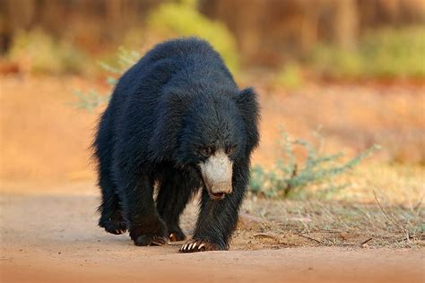 Animals Native to India - WorldAtlas