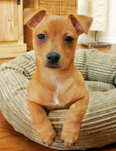 Ted the Mixed Breed | Cute dogs and puppies, Cute dogs breeds, Puppies