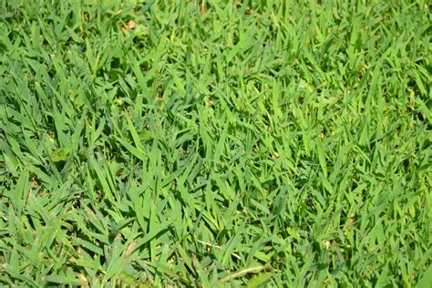 Crabgrass is a grassy weed that emerges from seed.