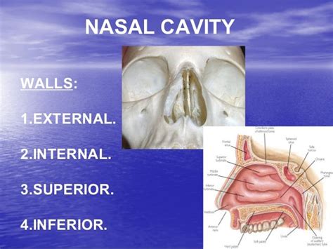 √99以上 anatomy and physiology of nose and paranasal sinuses 291040-Anatomy and physiology of nose ...