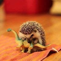 130 Pandas & Hedgehogs ideas | cute animals, panda love, cute hedgehog