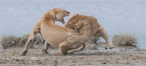 World Nature Photography Awards 2020 vincitori: ecco le foto • FotoNerd